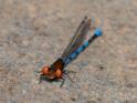 Argia oenea (Fiery-eyed Dancer)-2.jpg
